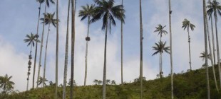 Valle del Cocora, cuna del Árbol Nacional colombiano.